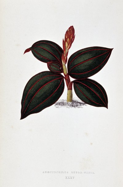 Foglia di Anoectochilus Rubro Venia da Joseph Edward and Howard W Lowe