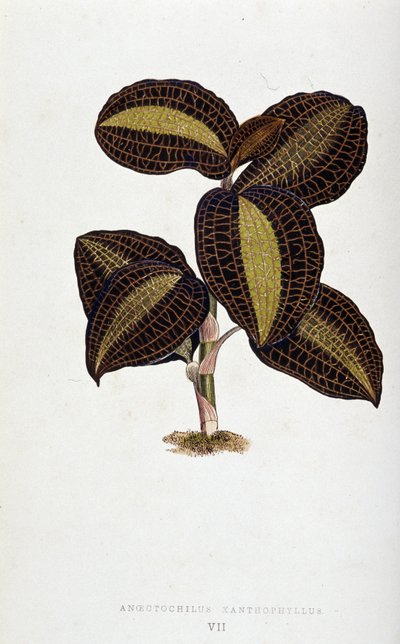 Foglia di Anoectochilus Xantophyllus da Joseph Edward and Howard W Lowe