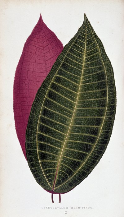 Foglia di Cyanophyllum Magnificum. Tavola botanica in 