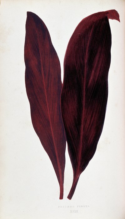 Foglia di Dracaena ferrea in 