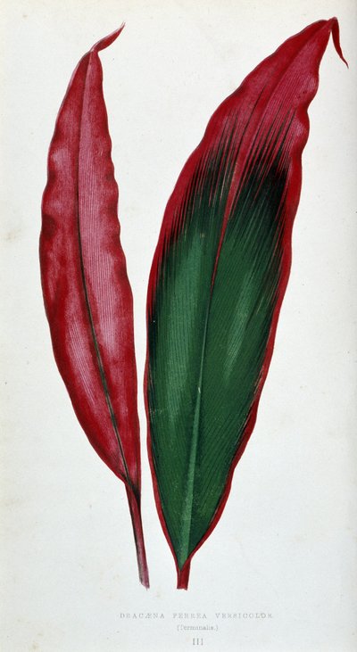 Foglia di Dracaena ferrea versicolor. Tavola botanica in 