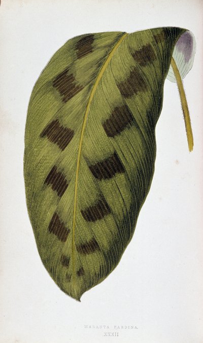 Foglia di Maranta Pardina. Tavola botanica in 