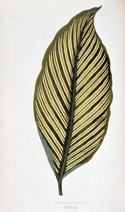 Foglia di Maranta Vittata. Tavola botanica in Piante a fogliame colorato. Collezione delle specie più notevoli utilizzate per decorare giardini, serre e appartamenti, di Edward Joseph Lowe e W. Howard, membri della London Horticulture Society da Joseph Edward and Howard W Lowe