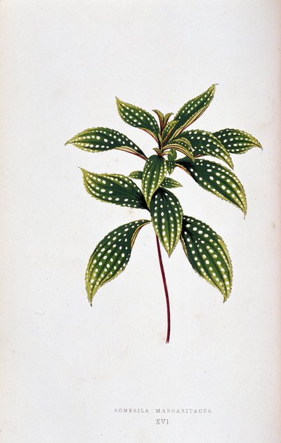 Foglia di Sonerila margaritacea da Joseph Edward and Howard W Lowe