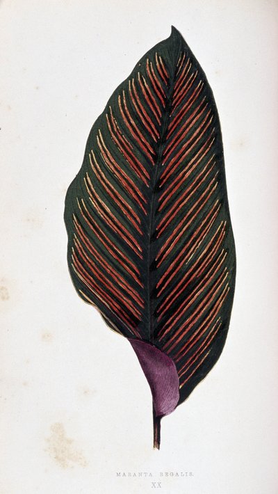 Foglia di Maranta megalis. Tavola botanica in 