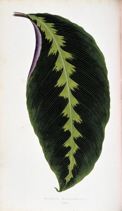 Foglia di Maranta warscewiczil da Joseph Edward and Howard W Lowe