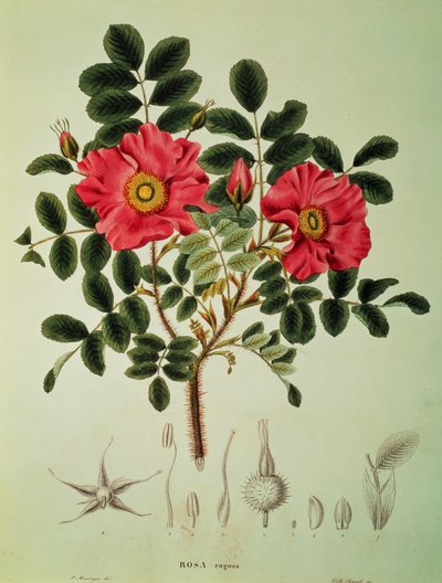 Rosa rugosa, da 