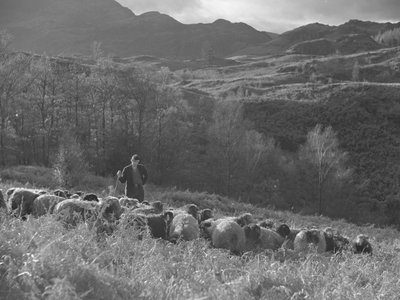Un agricoltore osserva il suo gregge di pecore, sullo sfondo le montagne da Joseph Hardman