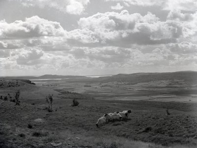 Un piccolo gregge di pecore cornute a Scout Scar da Joseph Hardman