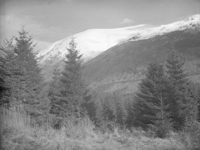 Alberi di Natale che crescono con le colline innevate alle spalle da Joseph Hardman