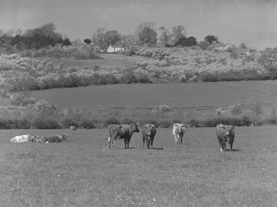 Mucche in un campo da Joseph Hardman