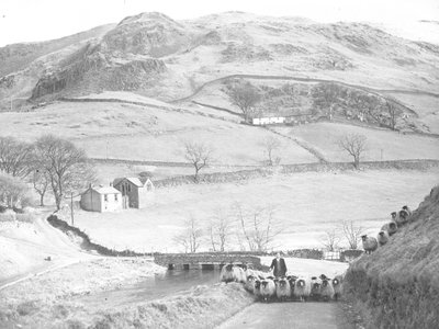 Gregge di pecore guidato lungo la strada da Joseph Hardman