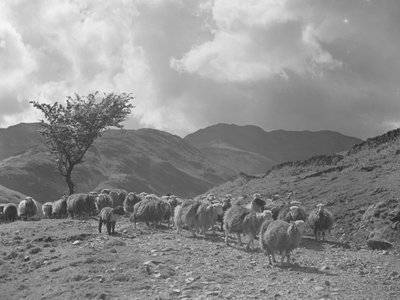Gregge di pecore con le colline sullo sfondo da Joseph Hardman