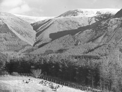 Pecore in un campo accanto a una piantagione di conifere con le colline sullo sfondo da Joseph Hardman