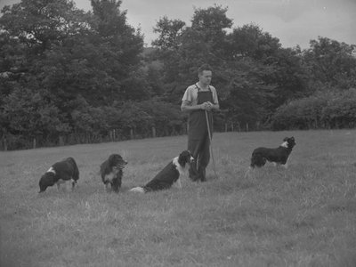 Pastore e quattro cani da Joseph Hardman