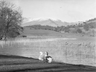 Due oche in riva al mare a Esthwaite Water, sullo sfondo le colline innevate da Joseph Hardman