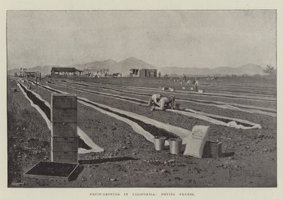 Coltivazione della frutta in California, essiccazione delle prugne da Joseph Holland Tringham