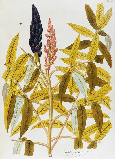 Sommacco siciliano (Rhus coriaria) di Joseph Jacob von Plenck, da Icones plantarum medicinalium, Vienna da Joseph Jacob Plenck