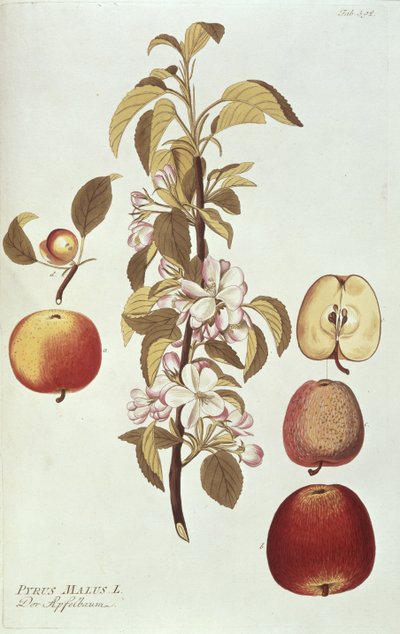 Pyrus Malus da Joseph Jacob Plenck