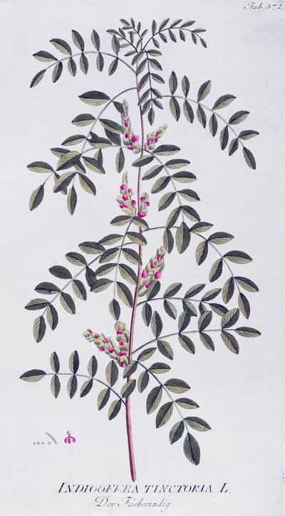 Indaco vero (Indigofera tinctoria) di Joseph Jacob von Plenck (1735-1807), da Icones plantarum medicinalium, Vienna da Joseph Jacob Plenck