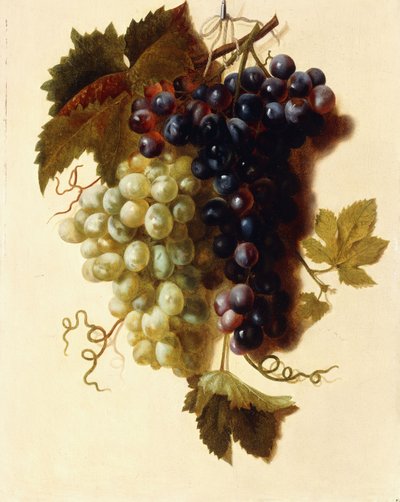 Grappoli di uva verde e rossa sospesi da una corda, c.1796 da Joseph Laurent Malaine