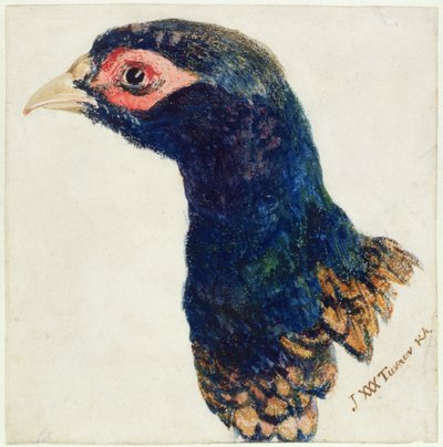 Fagiano, dal Libro degli Uccelli di Farnley, c.1816 da Joseph Mallord William Turner