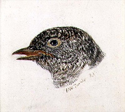 Cuculo, dal Libro degli Uccelli di Farnley, c.1816 da Joseph Mallord William Turner