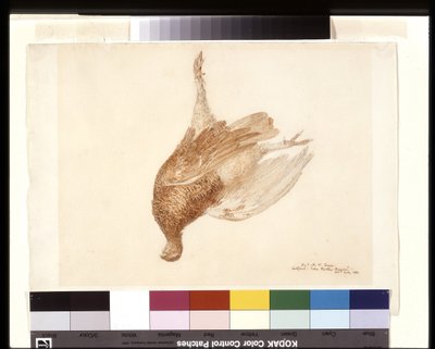 Gallo morto da Joseph Mallord William Turner