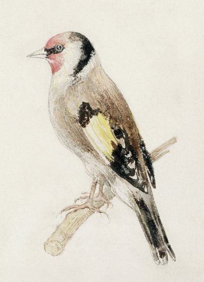 Cardellino, dal Libro degli Uccelli di Farnley, c.1816 da Joseph Mallord William Turner