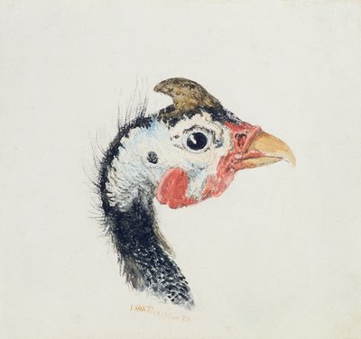 Faraona, da The Farnley Book of Birds, c.1816 da Joseph Mallord William Turner