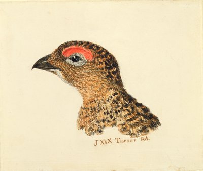 Testa di pernice, dal Libro degli Uccelli di Farnley, c.1816 da Joseph Mallord William Turner