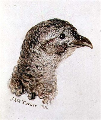 Fagiana, dal libro degli uccelli di Farnley, c.1816 da Joseph Mallord William Turner