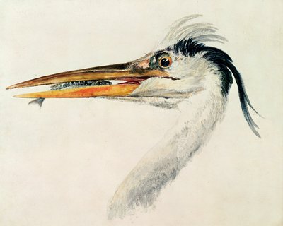 Airone con un pesce da Joseph Mallord William Turner
