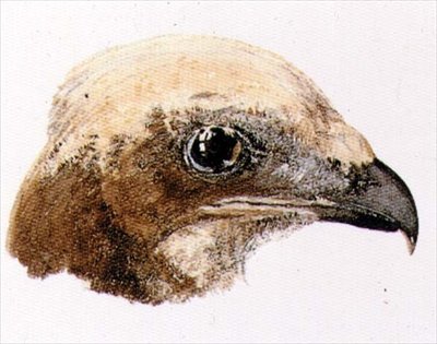 Falco della brughiera, dal libro degli uccelli di Farnley, c.1816 da Joseph Mallord William Turner