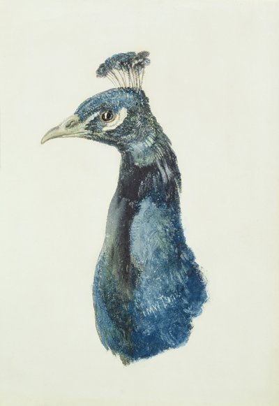Pavone, dal Libro degli Uccelli di Farnley, c.1816 da Joseph Mallord William Turner
