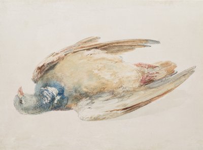 Piccione, da The Farnley Book of Birds, c.1816 da Joseph Mallord William Turner