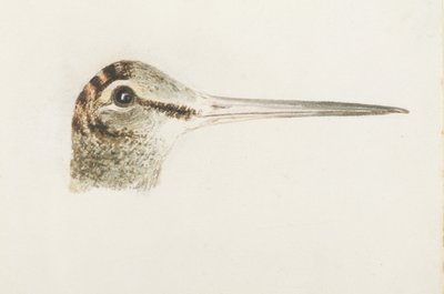 Beccaccia, dal Libro degli Uccelli di Farnley, c.1816 da Joseph Mallord William Turner