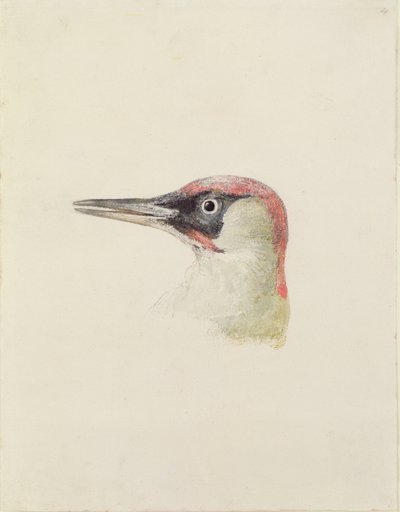 Picchio, dal Libro degli Uccelli di Farnley, c.1816 da Joseph Mallord William Turner