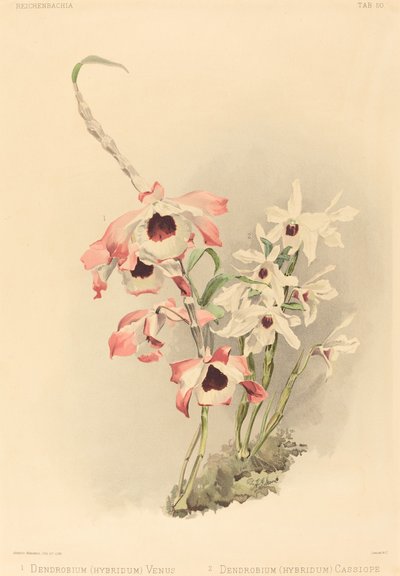 Dendrobium Hybridium Venus e Dendrobium Hybridium Cassiope da Joseph Mansell