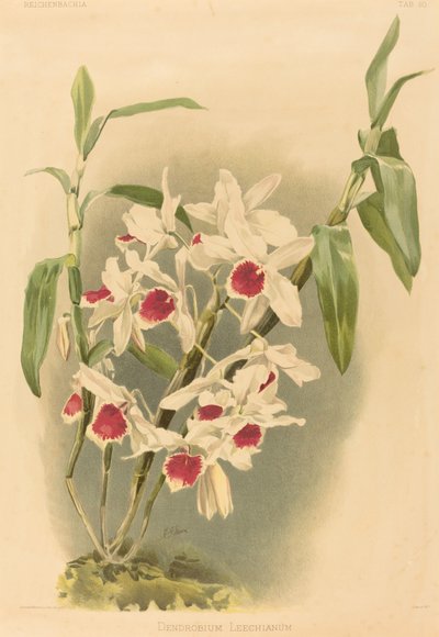 Dendrobium Leechianum da Joseph Mansell