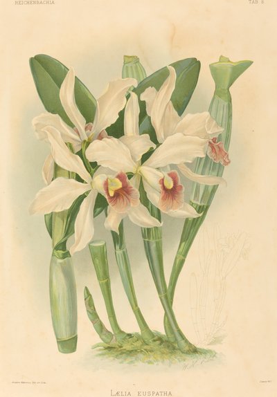 Laelia Euspatha da Joseph Mansell