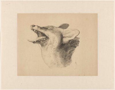 Testa di una volpe da Joseph Mendes da Costa