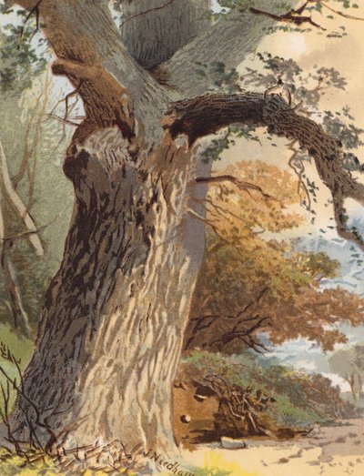 Tronco di olmo da Joseph Needham