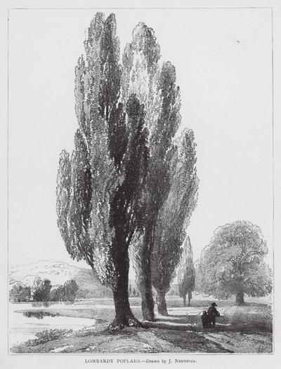 Pioppi lombardi da Joseph Needham