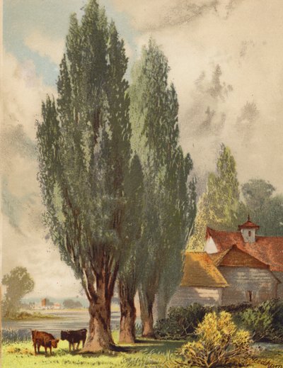 Pioppi lombardi, scena inglese da Joseph Needham