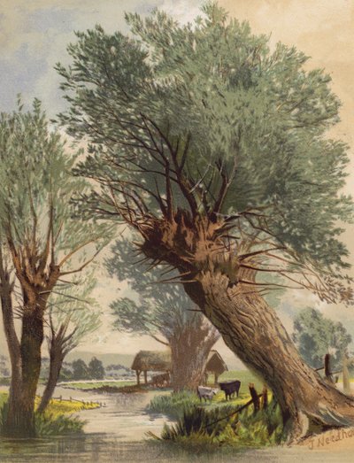 Salici capitozzati da Joseph Needham