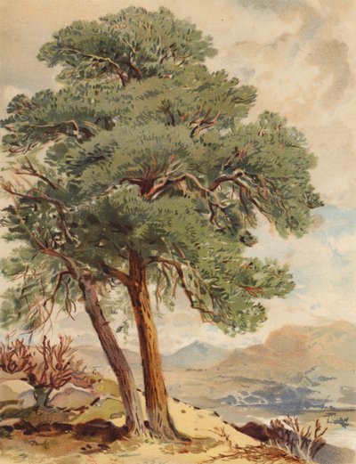 Pino scozzese, scena delle Highlands da Joseph Needham