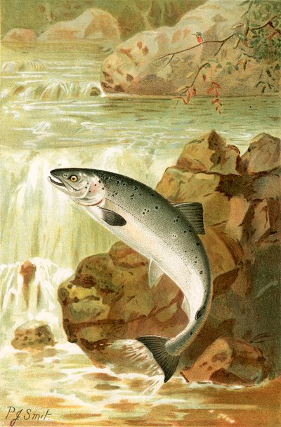 Un salto di salmone da Joseph Smit