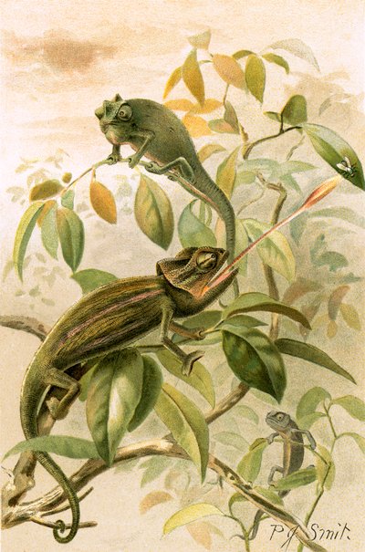 Camaleonti da Joseph Smit