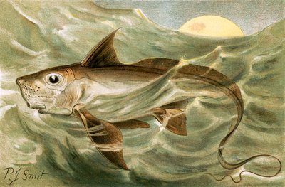 Chimera da Joseph Smit